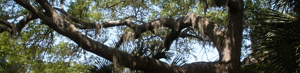 Edisto Island Oak Tree