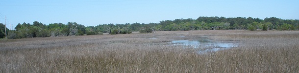 Edisto Island Marsh